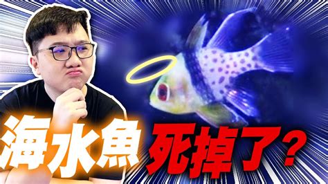 魚死掉怎麼處理|【魚死了怎麼處理】養魚人的心碎時刻！小魚仙逝後的善後指南